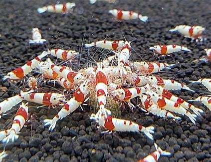 シュリンプ類のポツポツ死の原因とその対策 | 水槽よもやま話