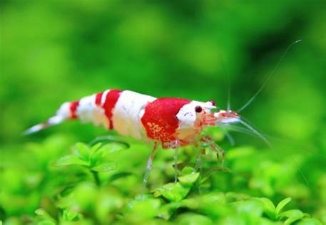 シュリンプ類のポツポツ死の原因とその対策 | 水槽よもやま話