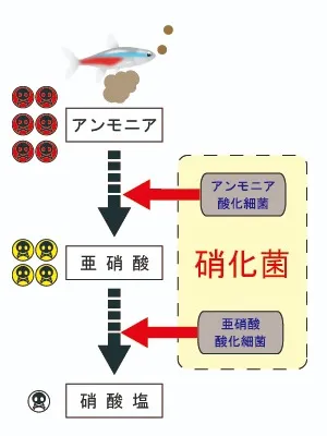 バクテリアについて考える　その2