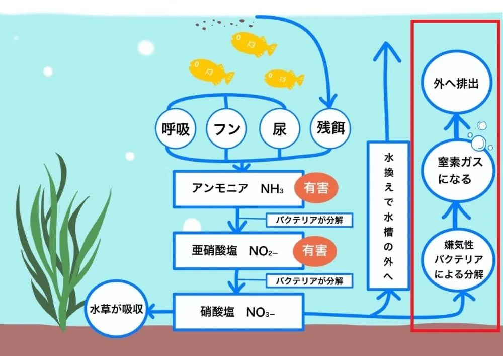 水槽に溜まる食べ残しや排泄物は脱窒をする従属栄養細菌の餌にはなりませんか？