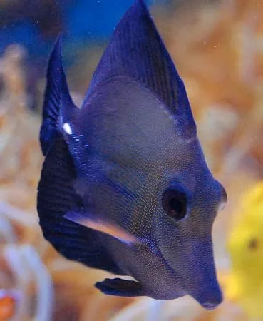 フコイダン水溶液　詰替用1000ml