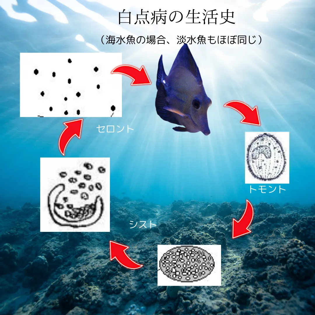 フコイダン水溶液　詰替用1000ml